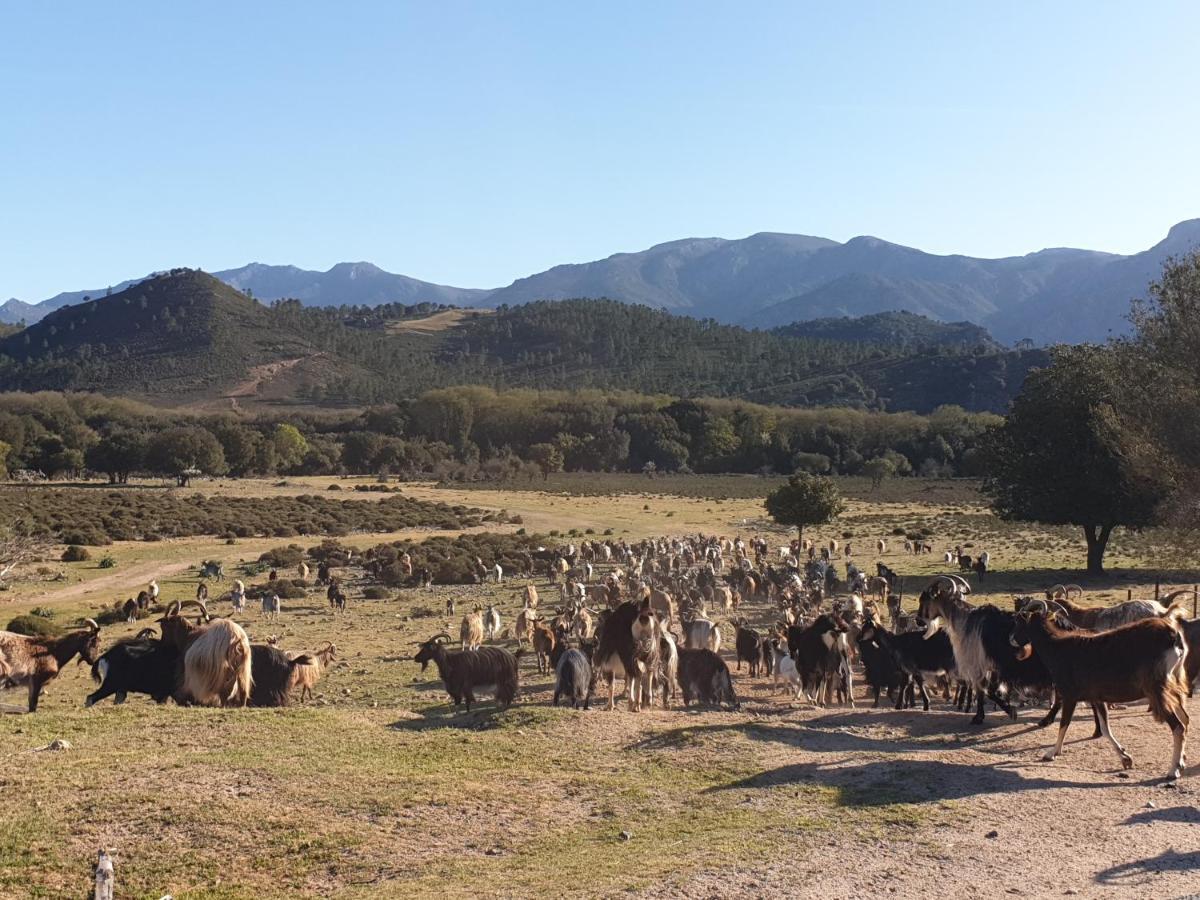 Moltifao Domaine U Filanciu - Casa Ghjulia - Centru Di Corsicaヴィラ エクステリア 写真