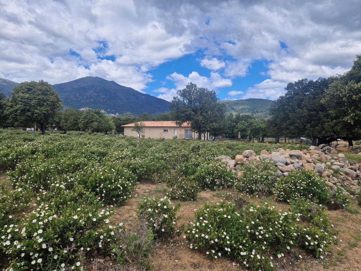 Moltifao Domaine U Filanciu - Casa Ghjulia - Centru Di Corsicaヴィラ エクステリア 写真